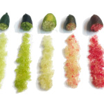 Recette citron caviar : cuisiner et déguster le finger lime Recette citron caviar : cuisiner et déguster le finger lime